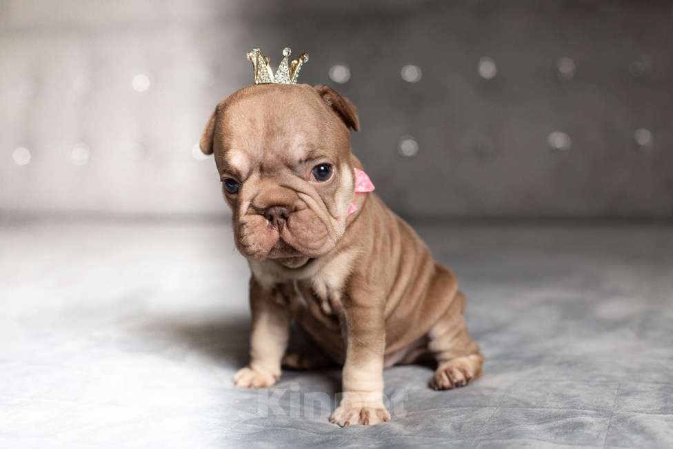 Собаки в Москве: Французский бульдог (бигроп), щенок Девочка, 170 000 руб. - фото 3