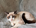 Кошки в Москве: Котёнок ищет семью Девочка, Бесплатно - фото 7
