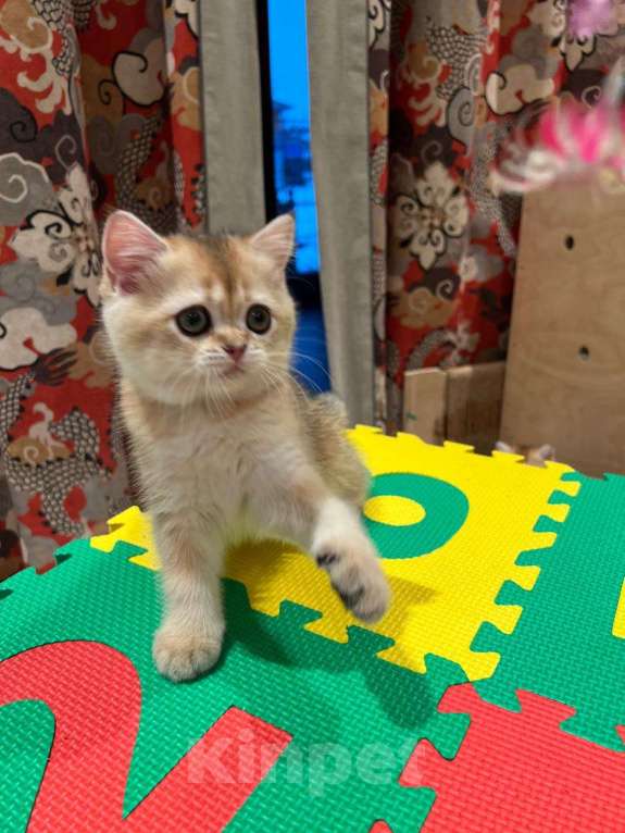 Кошки в Санкт-Петербурге: Золотые шиншиллы Шотландские котята к 8 марта Девочка, 35 000 руб. - фото 2