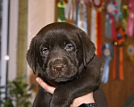 Собаки в Москве: Мальчик шоколадный  Мальчик, 80 000 руб. - фото 2
