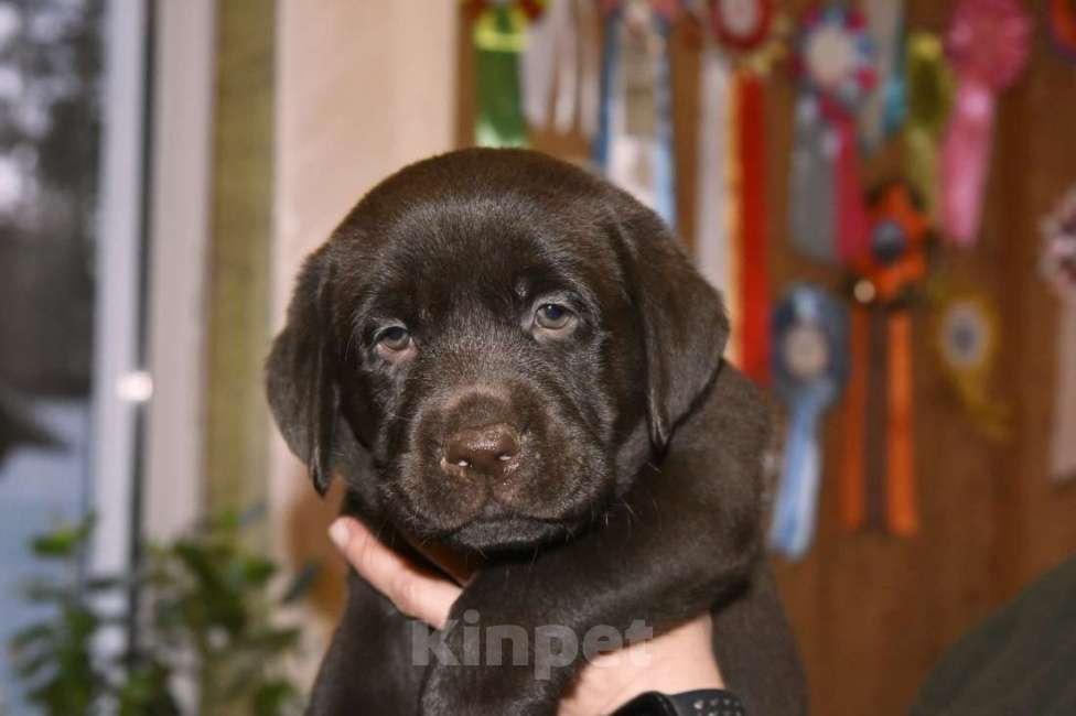 Собаки в Москве: Мальчик шоколадный  Мальчик, 80 000 руб. - фото 2