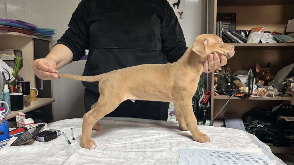 Собаки в Симферополе: Щенок питбуля Мальчик, 50 000 руб. - фото 3