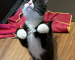 Кошки в Санкт-Петербурге: Котенок Лаура Девочка, Бесплатно - фото 3