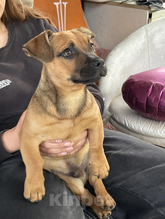 Собаки в Клине: Сэм — обаятельный коротколапик, который ищет свой дом Мальчик, Бесплатно - фото 6