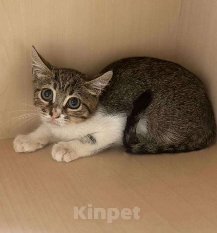 Кошки в Москве: Котенок Ириска ищет друзей Девочка, Бесплатно - фото 4