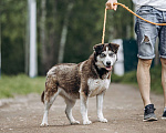Собаки в Москве: Красотка из приюта в добрые руки Девочка, Бесплатно - фото 10