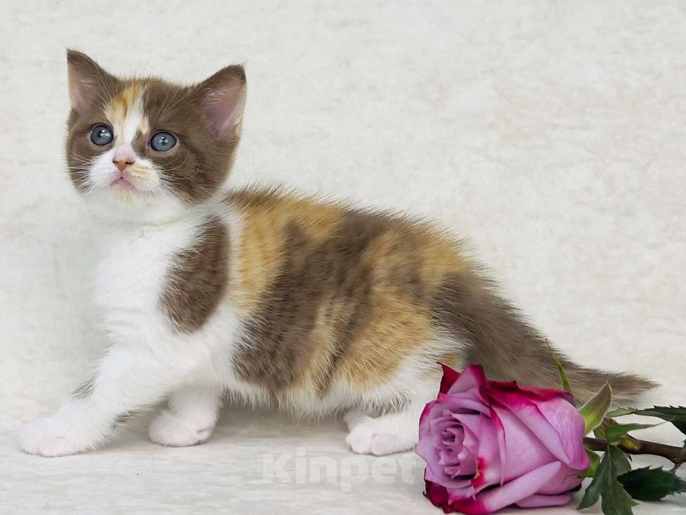 Кошки в Люберцах: Британская кошечка Девочка, 50 000 руб. - фото 4