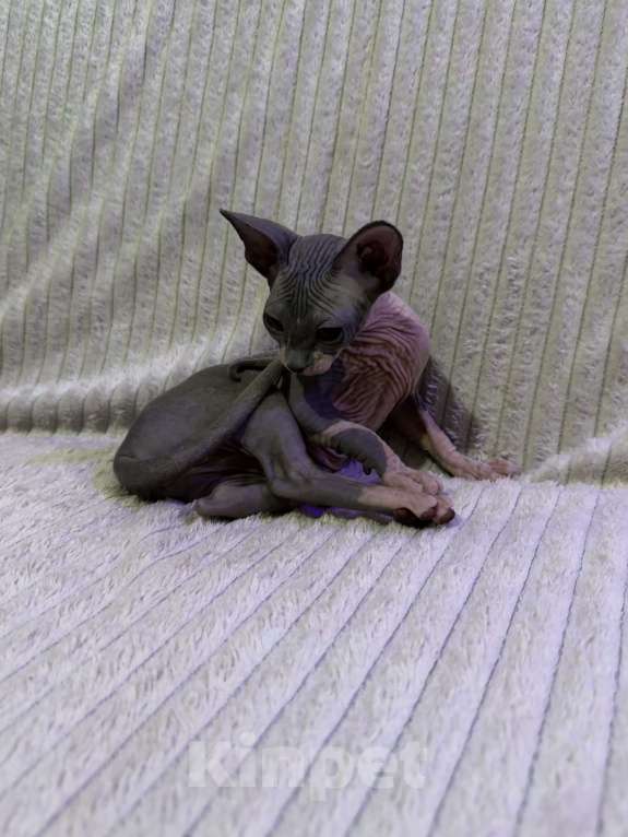 Кошки в других городах Московской области: Канадский сфинкс котенок девочка Девочка, 25 000 руб. - фото 3