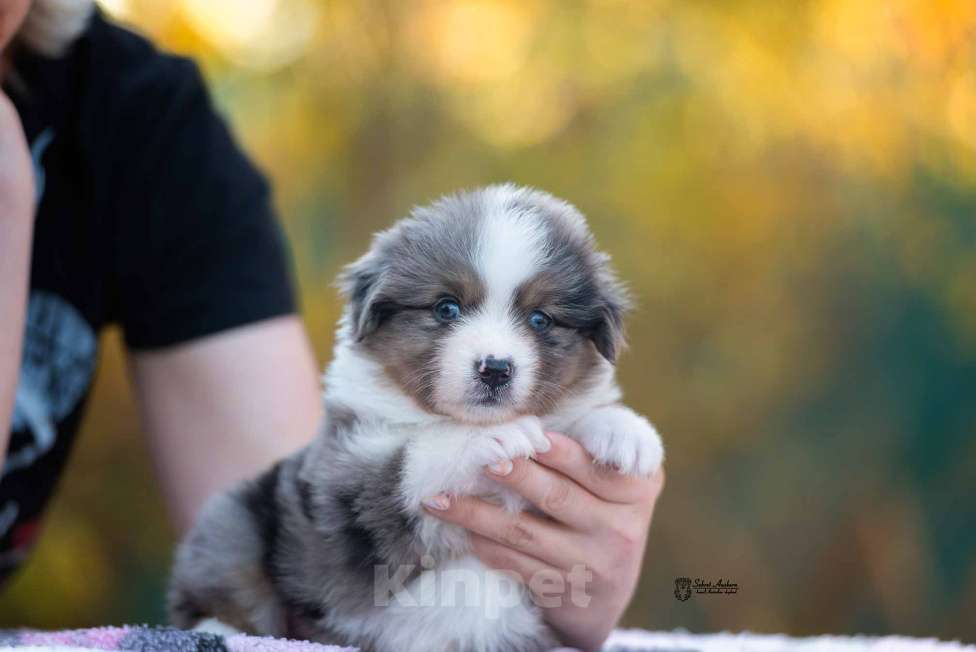 Собаки в Москве: Миниатюрная американская овчарка (мини-аусси) Девочка, 250 000 руб. - фото 4