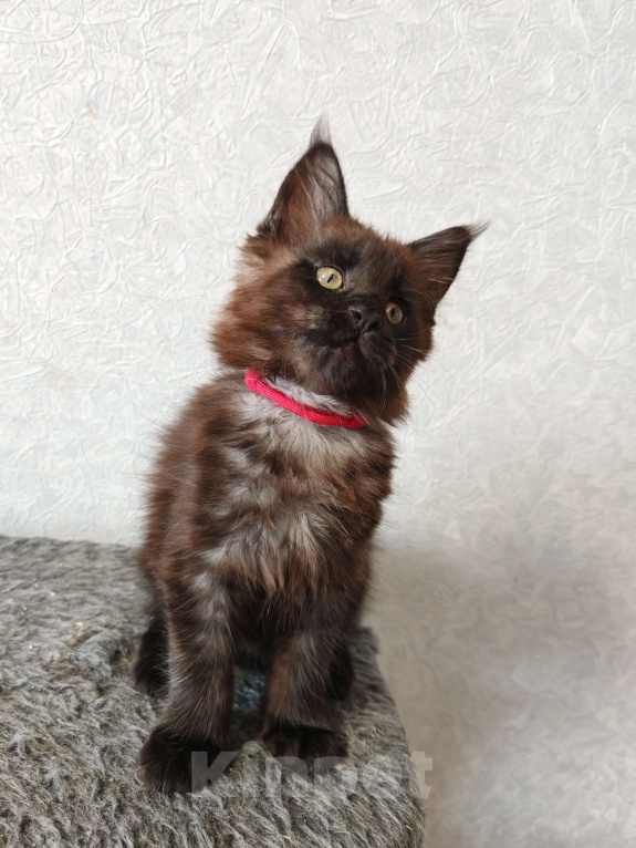 Кошки в Москве: Пушистая красотка Девочка, 25 000 руб. - фото 2