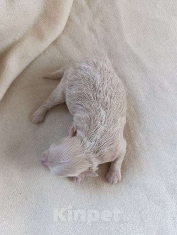 Собаки в Новосибирске: Мальти-пу девочка мини Девочка, 100 000 руб. - фото 7