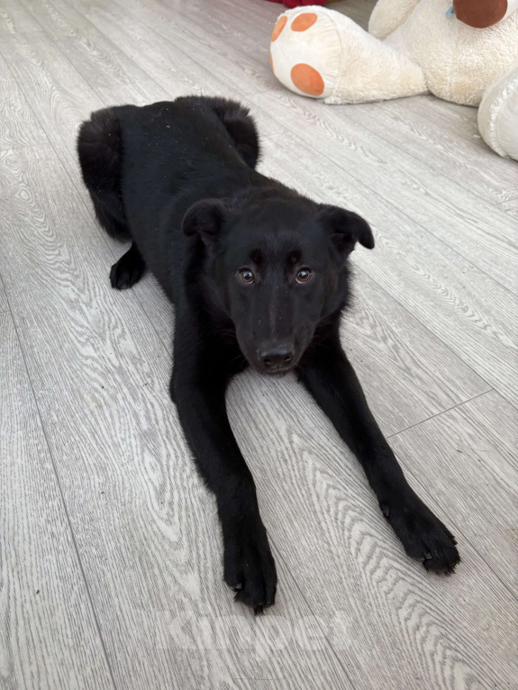 Собаки в Москве: Скромная прилежная Норла ищет семью Девочка, Бесплатно - фото 4