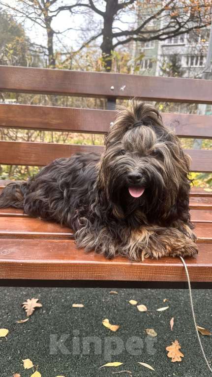 Собаки в Москве: Щенок Хаванез ( Гаванский бишон) Девочка, 85 000 руб. - фото 3