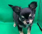 Собаки в Москве: Щенок чихуахуа, мальчик, длиношерстный.  Мальчик, 70 000 руб. - фото 4