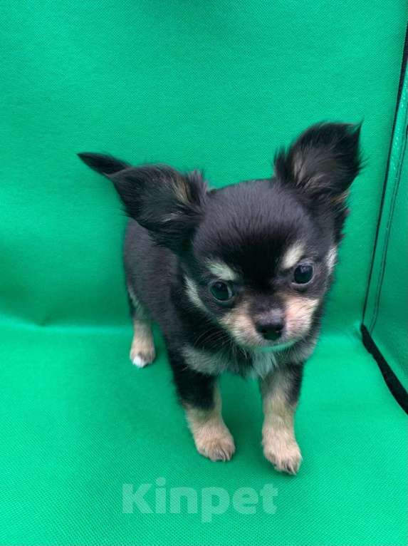 Собаки в Москве: Щенок чихуахуа, мальчик, длиношерстный.  Мальчик, 70 000 руб. - фото 4