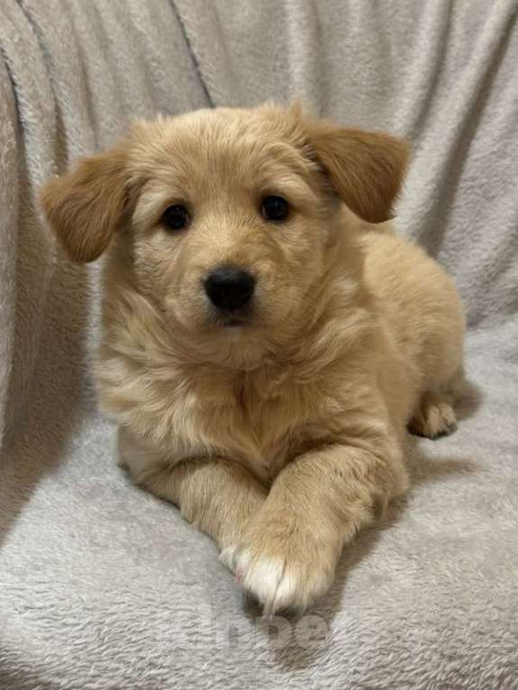 Собаки в Москве: Щенки от маленькой белой собачки в дар Девочка, 1 руб. - фото 7