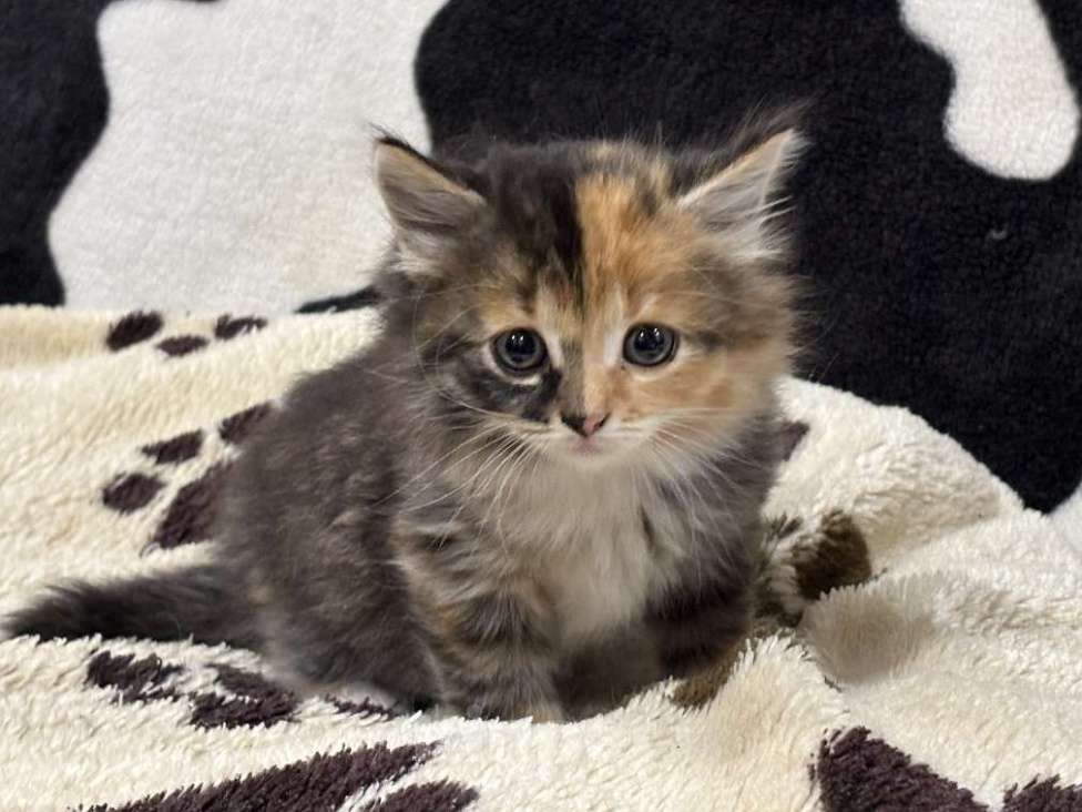 Кошки в Москве: Шикарные котята девочки в добрые руки Девочка, Бесплатно - фото 6