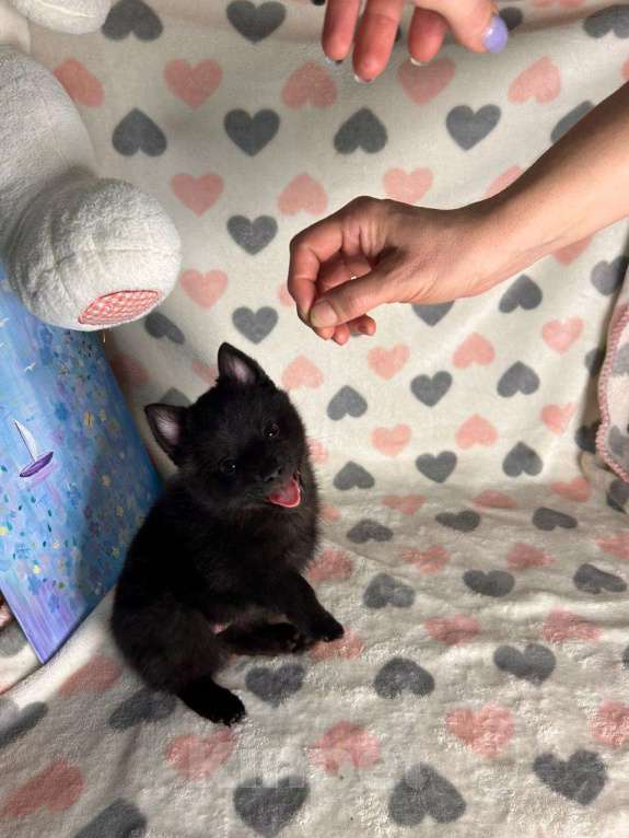 Собаки в Волгограде: Девочка Схипперке Девочка, 50 000 руб. - фото 5