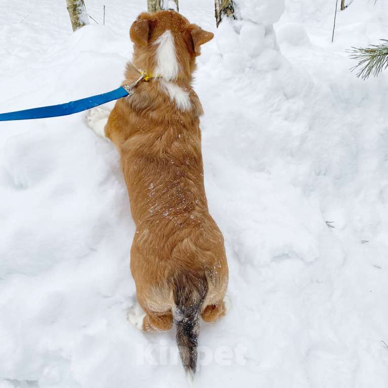 Собаки в Москве: Щенки вельш-корги кардиган Мальчик, Бесплатно - фото 3