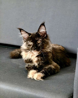 Девочка "черепашка" Ёлка