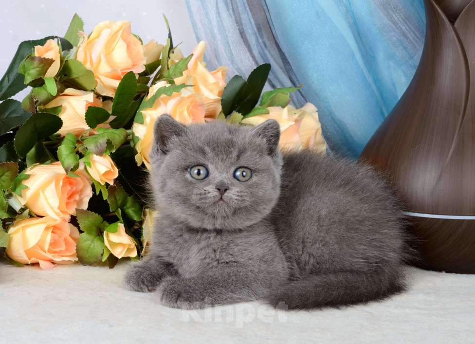 Кошки в Мурином: Британский котик голубого окраса Мальчик, 30 000 руб. - фото 1