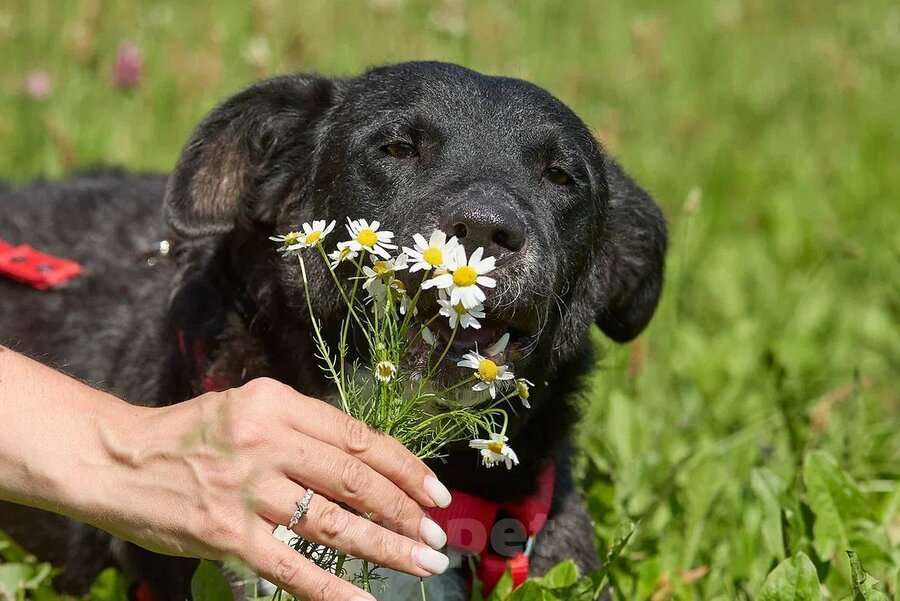 Собаки в Москве: Ночка — собака, которая всегда рядом Девочка, Бесплатно - фото 5