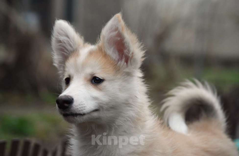 Собаки в Москве: Ненецкая оленегонная лайка, кобель Жгучий перчик.  Мальчик, 60 000 руб. - фото 4