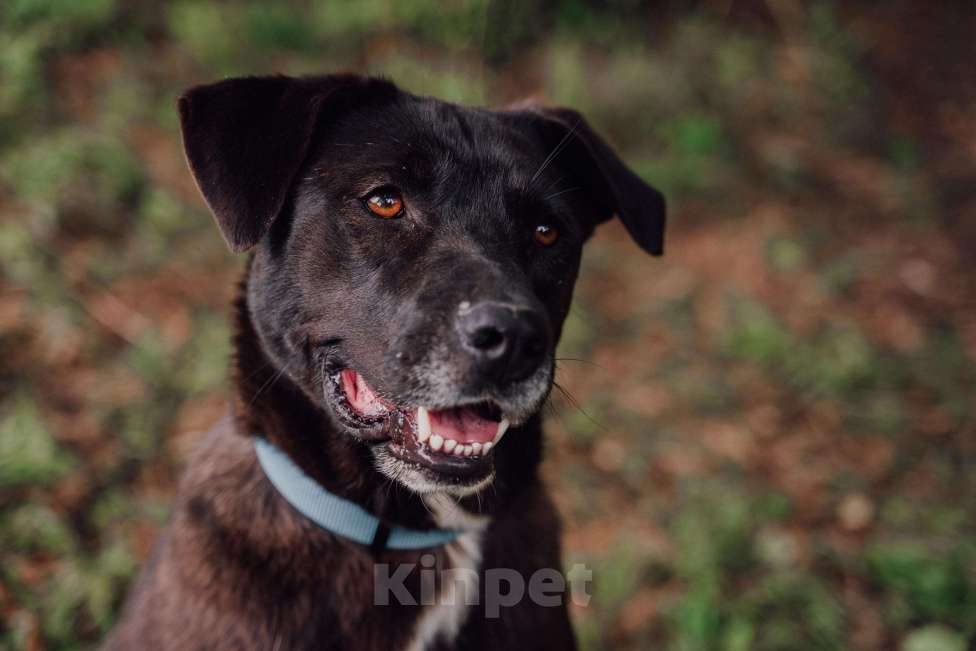 Собаки в Москве: Дэйзи Девочка, Бесплатно - фото 3