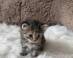Кошки в Домодедово: отдаю котят Разнополые, Бесплатно - фото 3
