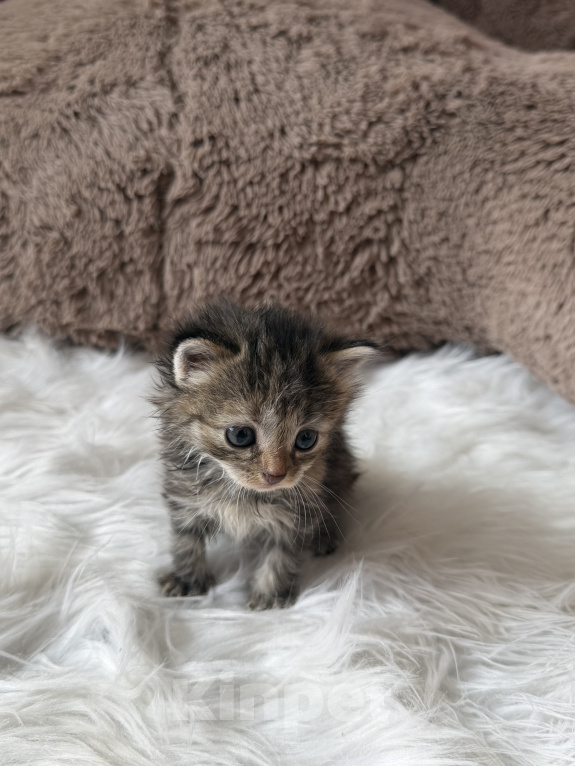 Кошки в Домодедово: отдаю котят Разнополые, Бесплатно - фото 3