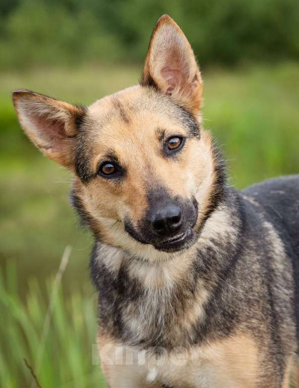 Собаки в Солнечногорске: Умненькая девочка в добрые руки Девочка, Бесплатно - фото 4