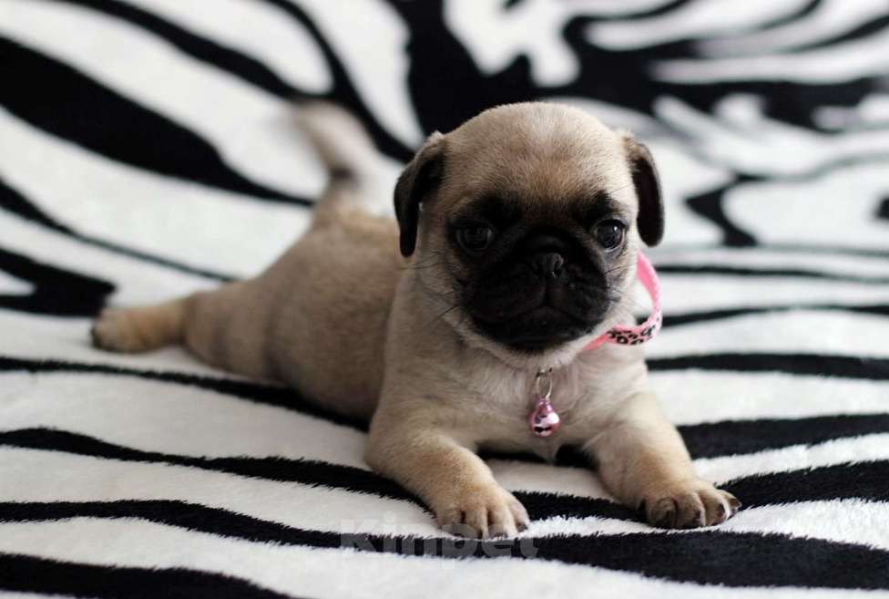 Собаки в Новосибирске: Девочка Мопс Девочка, 40 000 руб. - фото 2