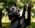 Собаки в Москве: Красивый черный мальчишка в добрые руки Мальчик, Бесплатно - фото 6