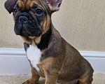 Собаки в Белореченске: Французский бульдог Мальчик, Бесплатно - фото 5