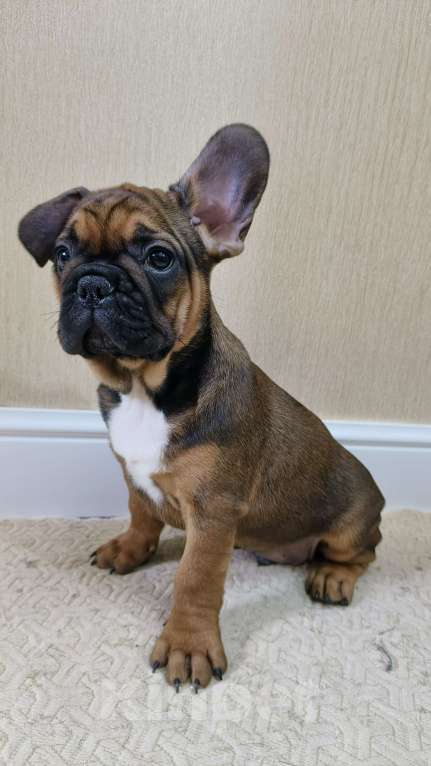 Собаки в Белореченске: Французский бульдог Мальчик, Бесплатно - фото 5