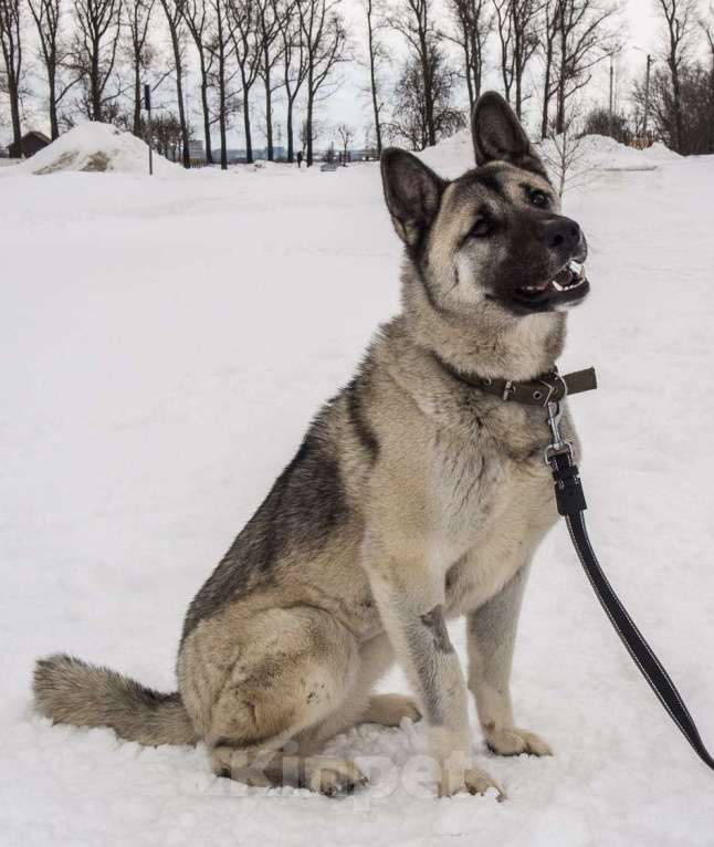Собаки в Москве: Акита Лиза в добрые руки Девочка, 1 руб. - фото 3
