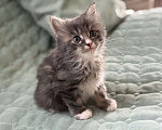 Кошки в Казани: Котята курильского бобтейла Разнополые, 20 000 руб. - фото 3