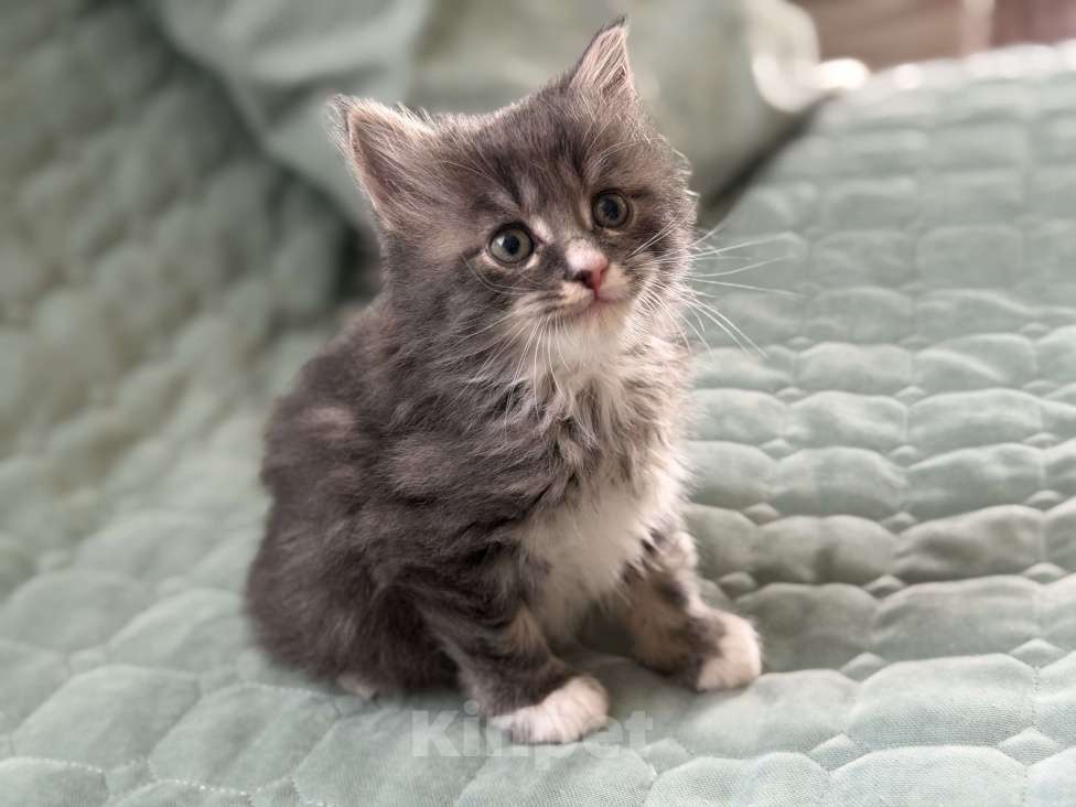 Кошки в Казани: Котята курильского бобтейла Разнополые, 20 000 руб. - фото 3