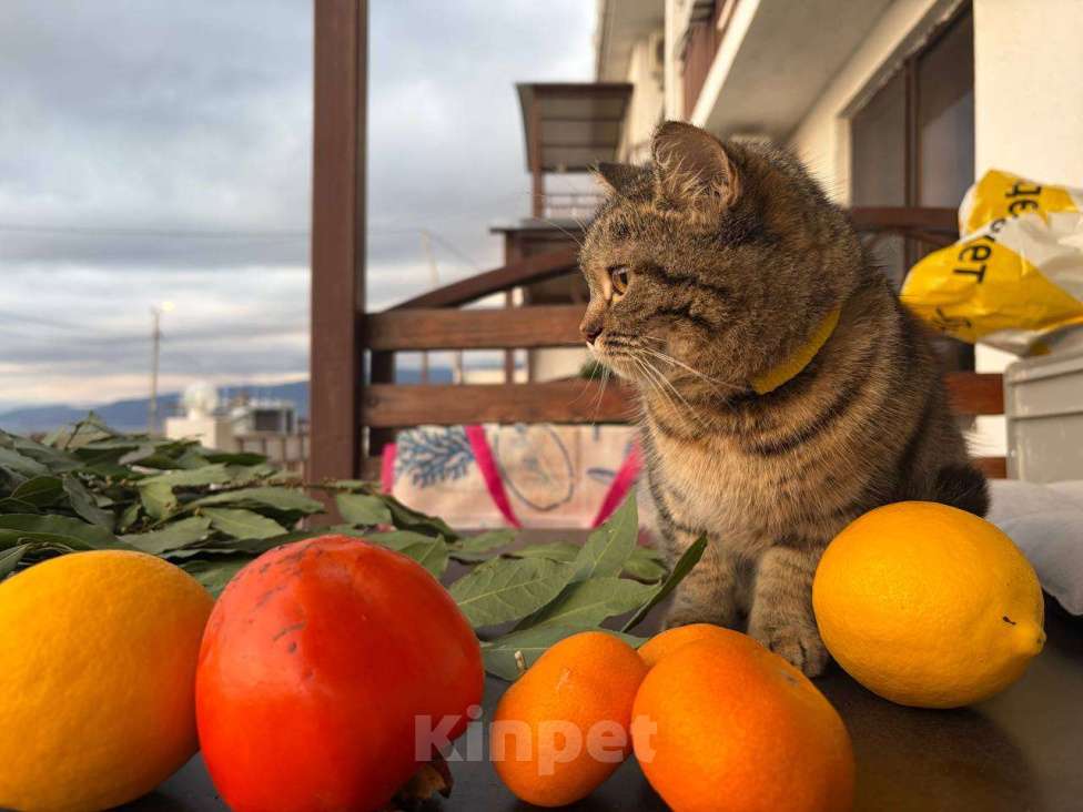 Кошки в Москве: Красотка Клео, очень красивый котёнок! Девочка, Бесплатно - фото 3