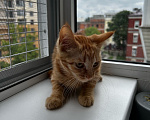 Кошки в Москве: Котенок девочка ищет дом Девочка, Бесплатно - фото 4