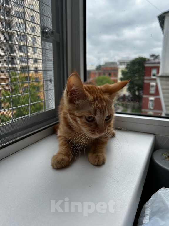 Кошки в Москве: Котенок девочка ищет дом Девочка, Бесплатно - фото 4