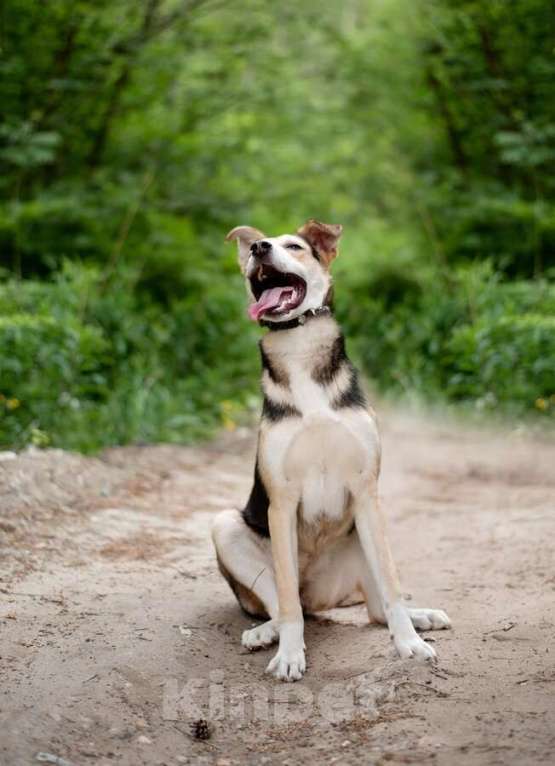 Собаки в Москве: Ума — девочка, которая ждёт именно своего человека Девочка, Бесплатно - фото 4