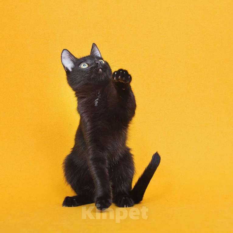 Кошки в Москве: Котенок Ося ищет дом Мальчик, Бесплатно - фото 10