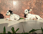Собаки в Моздоке: Далматин  Девочка, 20 000 руб. - фото 2