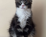 Кошки в Новосибирске: Котик мейн-кун полидакт Мальчик, Бесплатно - фото 2
