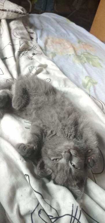 Кошки в Москве: Продается котенок . Девочка, 8 000 руб. - фото 3