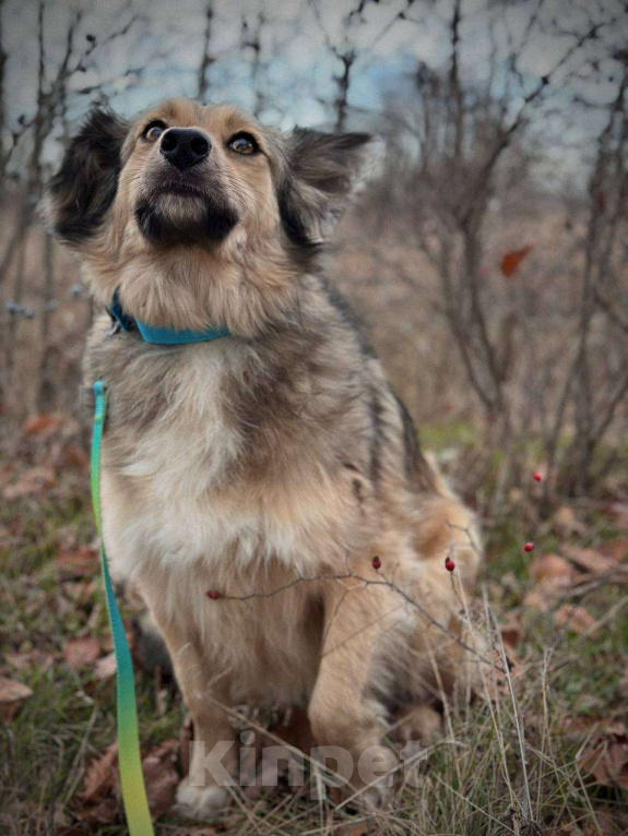 Собаки в Краснодаре: Спокойная собака ищет своего человека  Девочка, Бесплатно - фото 2