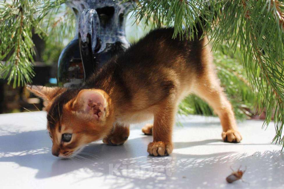 Кошки в Москве: Абиссинский котик Мальчик, 75 000 руб. - фото 1