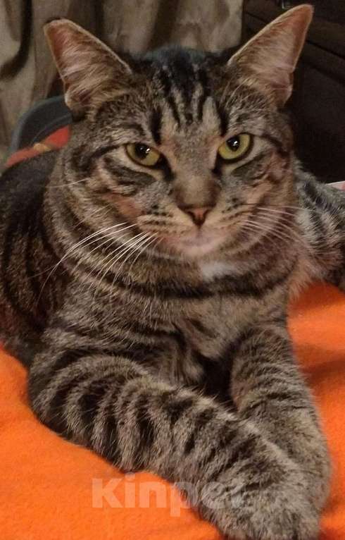Кошки в Санкт-Петербурге: Котик Веня в добрые руки Мальчик, Бесплатно - фото 4