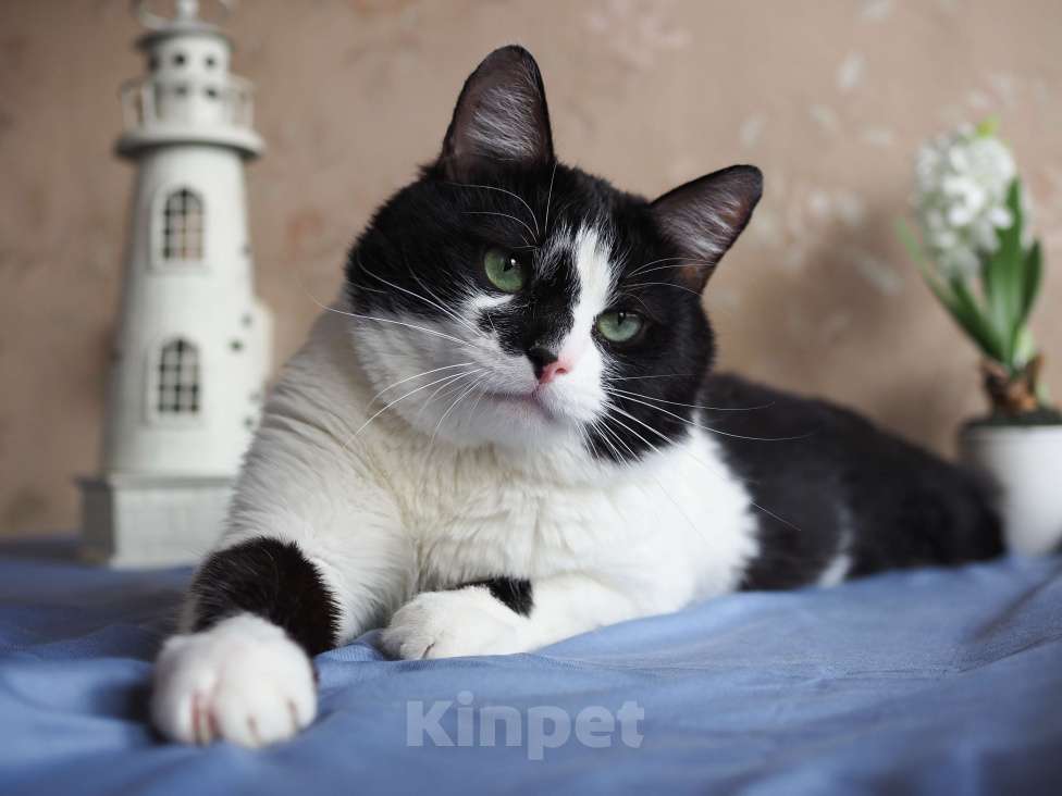 Кошки в Москве: Кот Вася в добрые руки  Мальчик, Бесплатно - фото 3